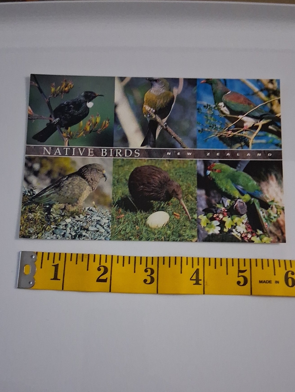 Native Birds New Zealand Postcard - Colorful Multi-Color Design